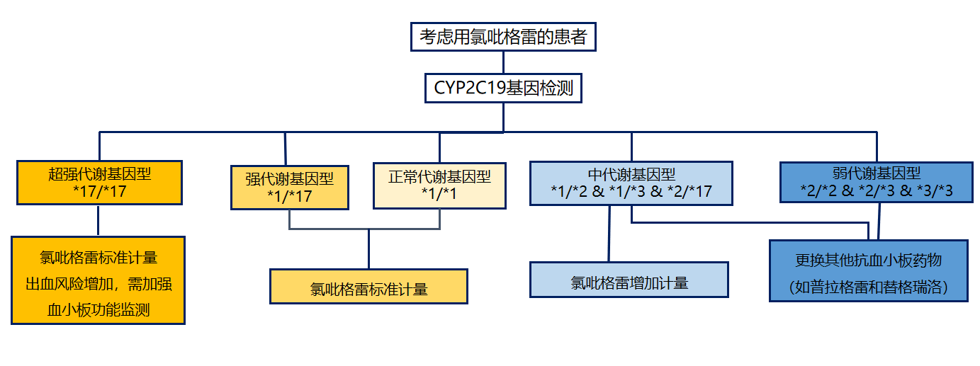 CYP2C19-心内.png