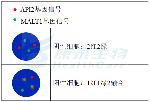 API2/MALT1 t(11;18)基因探针试剂（荧光原位杂交法）-武汉康录生物技术股份有限公司
