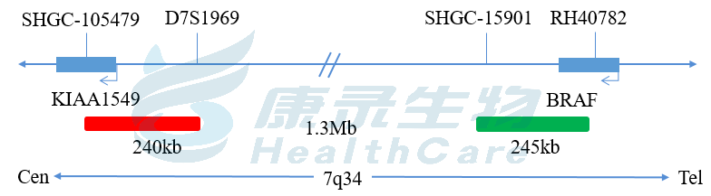 BRAF/KIAA1549融合基因t(7;7)探针试剂（荧光原位杂交法）-武汉康录生物技术股份有限公司
