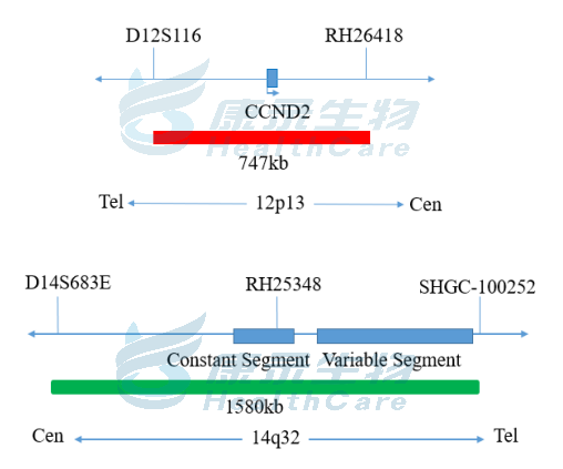 CCND2/IGH融合基因探针试剂（荧光原位杂交法）-武汉康录生物技术股份有限公司